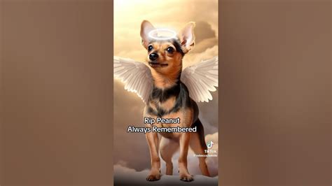 rebecca zamolo peanut passed away